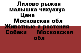 Лилово рыжая малышка чихуахуа › Цена ­ 30 000 - Московская обл. Животные и растения » Собаки   . Московская обл.